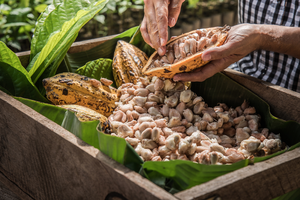 Cacao